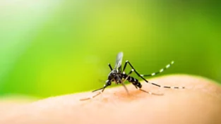 Panamá en Directo | “La vacuna TAK-003 y el futuro del control del dengue en Panamá”